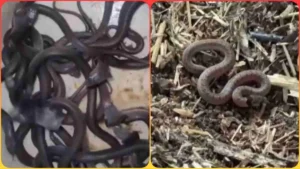 60 snake found in farm