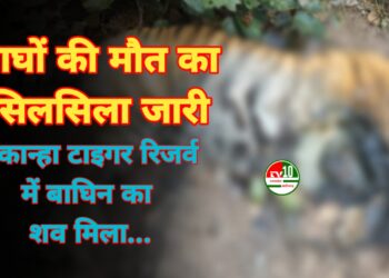 मध्य प्रदेश:’टाइगर स्टेट’ में बाघों की मौत का सिलसिला जारी, कान्हा टाइगर रिजर्व में बाघिन का शव मिला
