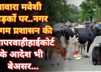 आवारा मवेशी सड़कों पर… नगर निगम प्रशासन की लापरवाही, हाईकोर्ट के आदेश भी बेअसर
