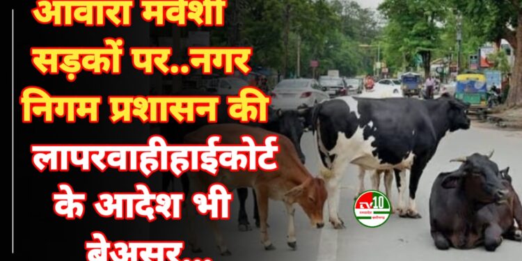 आवारा मवेशी सड़कों पर… नगर निगम प्रशासन की लापरवाही, हाईकोर्ट के आदेश भी बेअसर