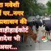 आवारा मवेशी सड़कों पर… नगर निगम प्रशासन की लापरवाही, हाईकोर्ट के आदेश भी बेअसर