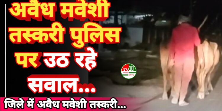 जिले में नहीं थम रही अवैध मवेशी तस्करी, पुलिस पर उठ रहे सवाल