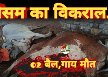 आकाशीय बिजली का कहर — किसान के तीन मवेशियों की दर्दनाक मौत, जिले में दूसरी बड़ी घटना