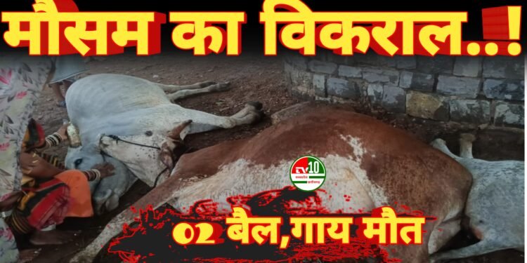 आकाशीय बिजली का कहर — किसान के तीन मवेशियों की दर्दनाक मौत, जिले में दूसरी बड़ी घटना