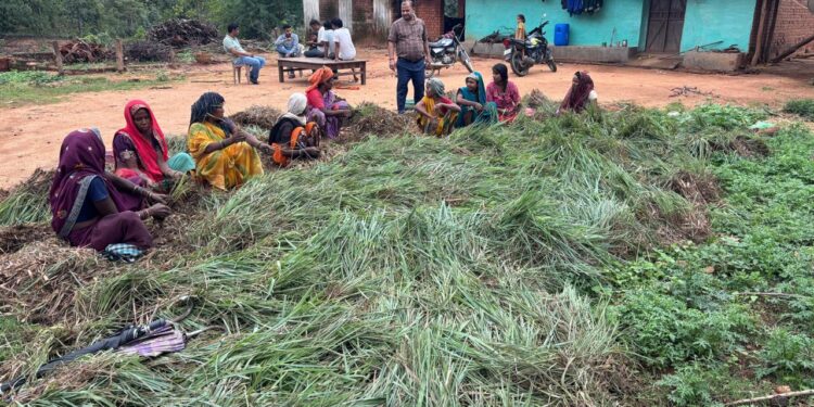 लेमन ग्रास की खुशबू से महकेगा समूह की महिलाओं का भविष्य, स्वसहायता समूहों की महिलाएं 20 एकड़ भूमि पर कर रहीं हैं लेमन ग्रास की खेती 1 लेमन ग्रास की खुशबू से महकेगा समूह की महिलाओं का भविष्य, स्वसहायता समूहों की महिलाएं 20 एकड़ भूमि पर कर रहीं हैं लेमन ग्रास की खेती