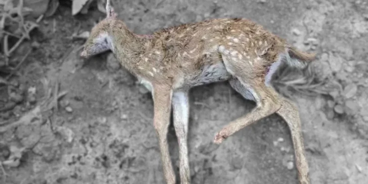 कबीरधाम में निर्दयता की पराकाष्ठा: मांस के लालच में खेत मालिक ने हिरण के शावक को पीट-पीटकर मार डाला पत्तों से ढंक छिपाने की कोशिश, ग्रामीणों ने दी वन विभाग को सूचना, पर लापरवाह अमला मौके से 1 कबीरधाम में निर्दयता की पराकाष्ठा: मांस के लालच में खेत मालिक ने हिरण के शावक को पीट-पीटकर मार डाला पत्तों से ढंक छिपाने की कोशिश, ग्रामीणों ने दी वन विभाग को सूचना, पर लापरवाह अमला मौके से