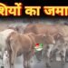 सड़कों पर मवेशियों का जमावड़ा: राहगीर परेशान, किसान चिंतित, दुर्घटनाओं की आशंका बढ़ी