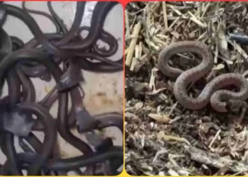 मंदसौर में बारिश के साथ निकले जहरीले मेहमान, खेत की झोपड़ी से रेस्क्यू किए गए 60 कोबरा सांप