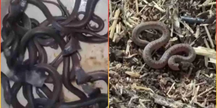 मंदसौर में बारिश के साथ निकले जहरीले मेहमान, खेत की झोपड़ी से रेस्क्यू किए गए 60 कोबरा सांप
