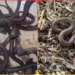 मंदसौर में बारिश के साथ निकले जहरीले मेहमान, खेत की झोपड़ी से रेस्क्यू किए गए 60 कोबरा सांप 9 मंदसौर में बारिश के साथ निकले जहरीले मेहमान, खेत की झोपड़ी से रेस्क्यू किए गए 60 कोबरा सांप