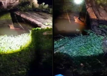 मंडला में कुएं में गिरा बाघ, खाट के सहारे किया गया रेस्क्यू, जंगल में लौटा 9 मंडला में कुएं में गिरा बाघ, खाट के सहारे किया गया रेस्क्यू, जंगल में लौटा