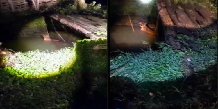 मंडला में कुएं में गिरा बाघ, खाट के सहारे किया गया रेस्क्यू, जंगल में लौटा 1 मंडला में कुएं में गिरा बाघ, खाट के सहारे किया गया रेस्क्यू, जंगल में लौटा