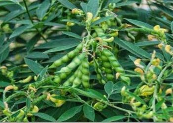 कृषि उन्नति योजना वर्ष-2025 में अब दलहन-तिलहन, मक्का ,लघु धान्य फसल के साथ कपास फसलों पर कृषकों को मिलेगी कृषि आदान सहायता राशि