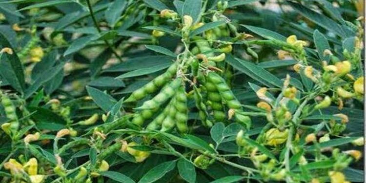 कृषि उन्नति योजना वर्ष-2025 में अब दलहन-तिलहन, मक्का ,लघु धान्य फसल के साथ कपास फसलों पर कृषकों को मिलेगी कृषि आदान सहायता राशि