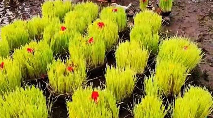 भोजली विसर्जन धूमधाम से सम्पन्न