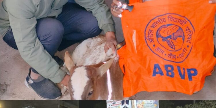 अखिल भारतीय विद्यार्थी परिषद इकाई पंडरिया के द्वारा गौ माता की सेवा