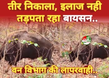 तीर निकालकर घायल बायसन को भगवान भरोसे छोड़ गया वन विभाग, जंगल में तड़पते हुए भटक रहा है