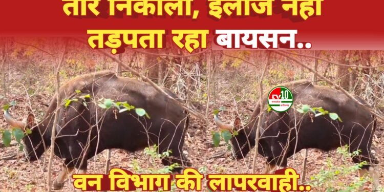 तीर निकालकर घायल बायसन को भगवान भरोसे छोड़ गया वन विभाग, जंगल में तड़पते हुए भटक रहा है