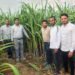 पंडरिया शक्कर कारख़ाना बना उम्मीद गन्ने की नई प्रजातिया बन रही CO-J85 का विकल्प 11 पंडरिया शक्कर कारख़ाना बना उम्मीद गन्ने की नई प्रजातिया बन रही CO-J85 का विकल्प