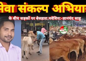 सेवा संकल्प अभियान के बीच सड़कों पर बेसहारा मवेशिय:- युवा कांग्रेस विधानसभा अध्यक्ष प्रत्याशी ज्ञानचंद साहू