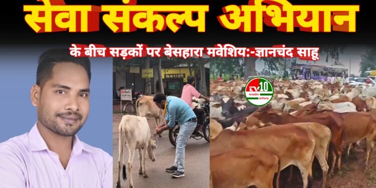 सेवा संकल्प अभियान के बीच सड़कों पर बेसहारा मवेशिय:- युवा कांग्रेस विधानसभा अध्यक्ष प्रत्याशी ज्ञानचंद साहू