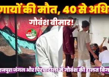 गौवंश में फैली बीमारी, 3 गायों की मौत से हड़कंप 4 गौवंश में फैली बीमारी, 3 गायों की मौत से हड़कंप