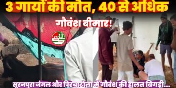 गौवंश में फैली बीमारी, 3 गायों की मौत से हड़कंप