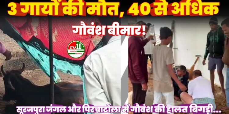 गौवंश में फैली बीमारी, 3 गायों की मौत से हड़कंप